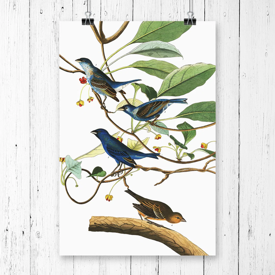 'Indigo Bird' by John James Audubon Graphic Art