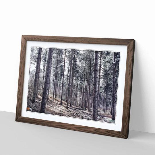 'Landscape Conifer Forest Wood' Framed Photographic Print