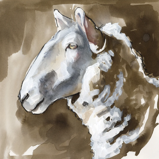Side Eye Sheep II by Jennifer Paxton Parker - Wrapped Canvas Painting