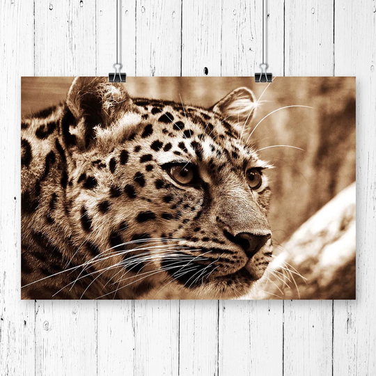 'Leopard' Graphic Art