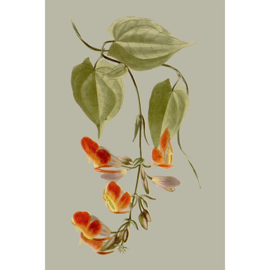 Botanical Array VI by Vision Studio - Wrapped Canvas Painting