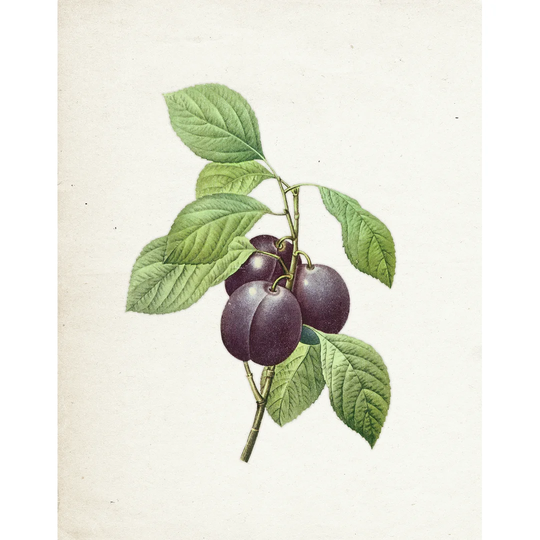 Simple Vintage Prunes - Wrapped Canvas Painting Print