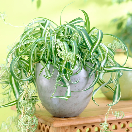 Chlorophytum Bonnie
