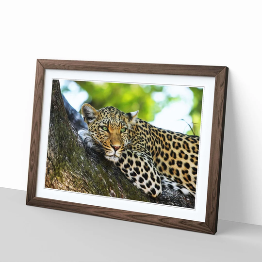 'Leopard 5' Framed Photographic Print