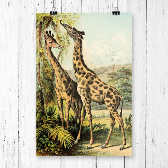 'Vintage The Animal Kingdom 1897 Giraffes' Graphic Art