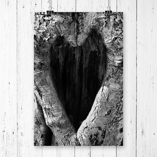 "Love heart Birch Tree" Graphic Art