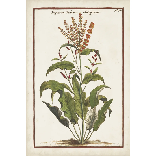 Munting Botanicals I by Abraham Munting - Wrapped Canvas Painting Print