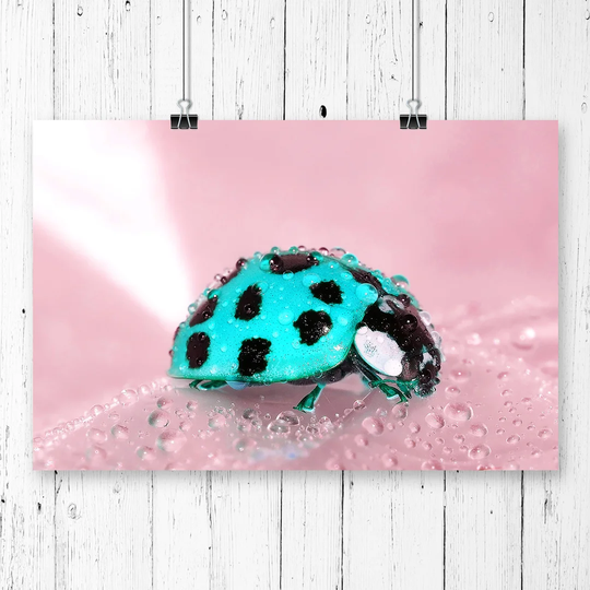 'Blue Ladybird' Graphic Art