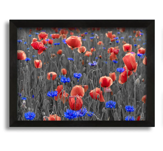 Red Poppies Field