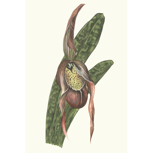 Orchid Display IV - Wrapped Canvas Art Prints