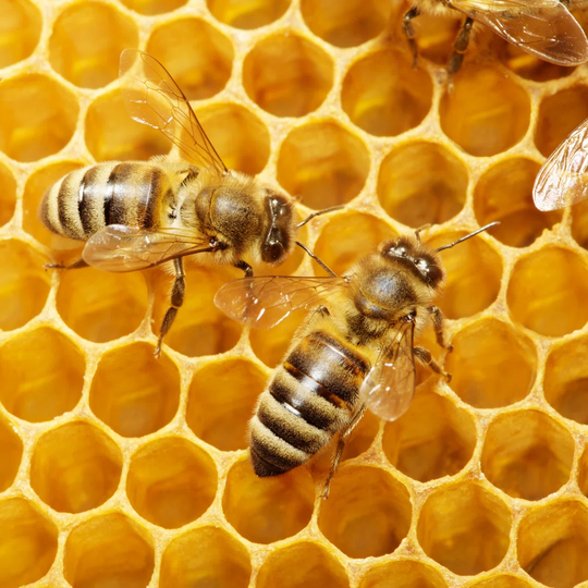 Two Bees on a Honeycomb Making Honey - Wrapped Canvas Photograph