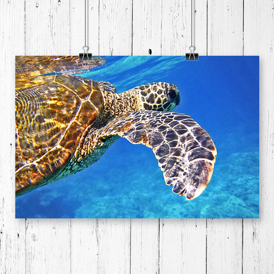 'Sea Turtle' Photographic Print