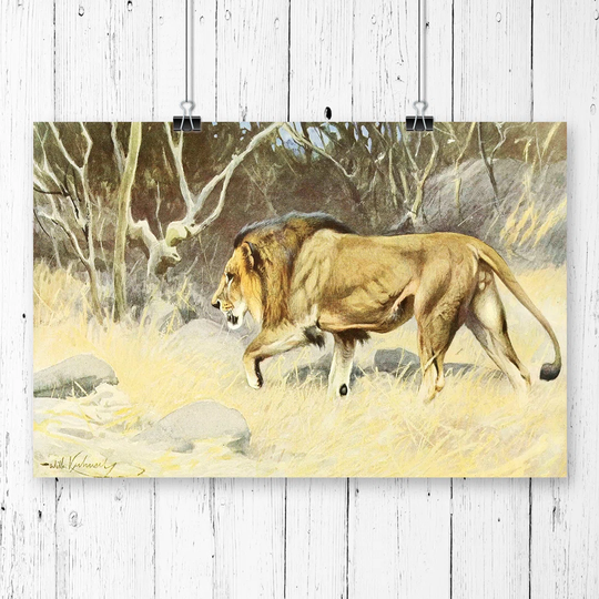 'Vintage Masai Lion' by W Kuhnert Graphic Art