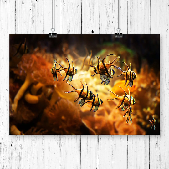 'Orange Fish' Photographic Print