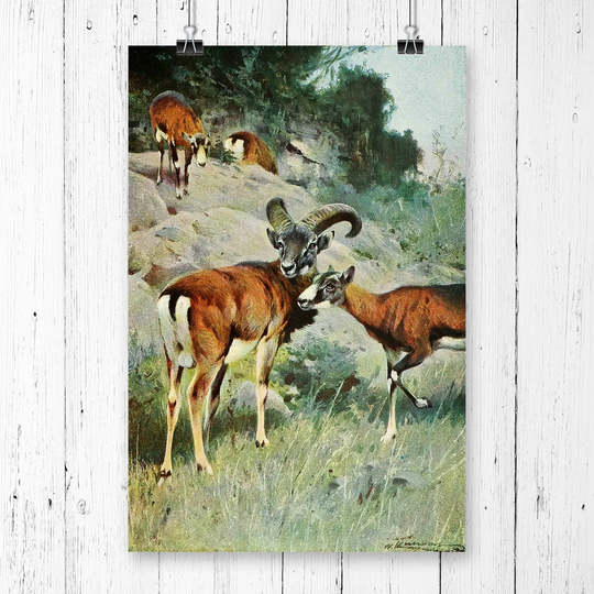 'Vintage Mouflon' by W Kuhnert Graphic Art