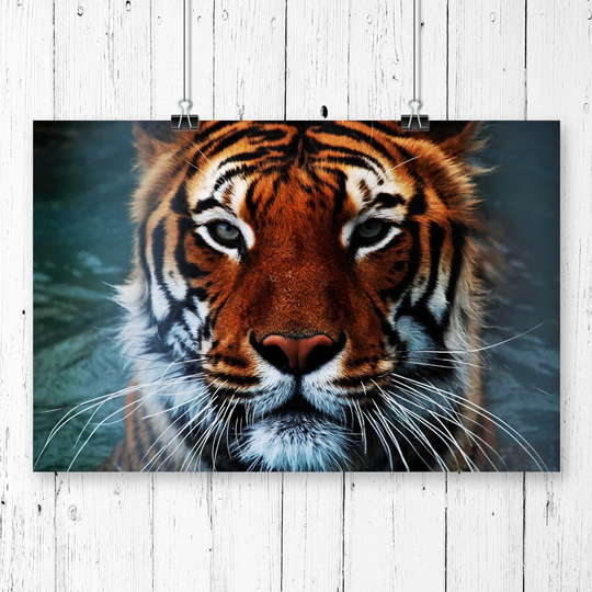 'Tiger' Photographic Print