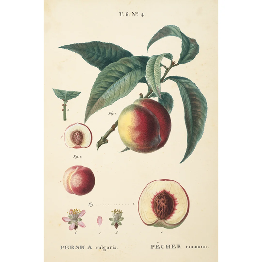 Peaches II by Wild Apple Portfolio - Wrapped Canvas Painting