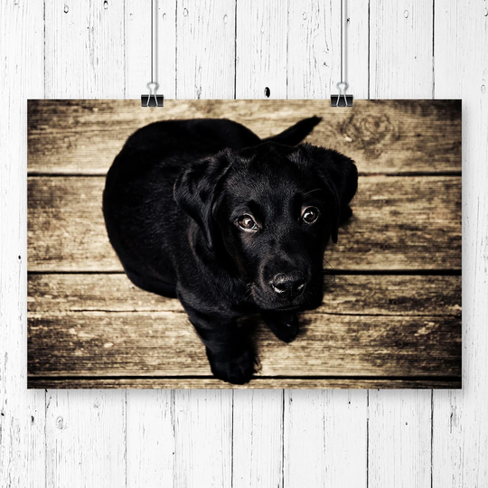 'Puppy Dog' Photographic Print