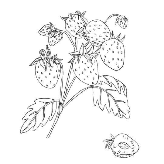 Wild Strawberries II by Melissa Wang - Wrapped Canvas Painting