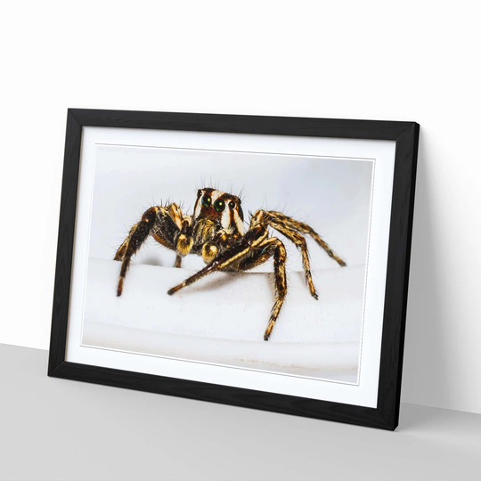 'Jumping Spider 4' Framed Photographic Print