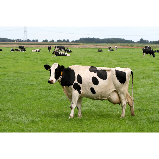 Holstein Cow In The Field