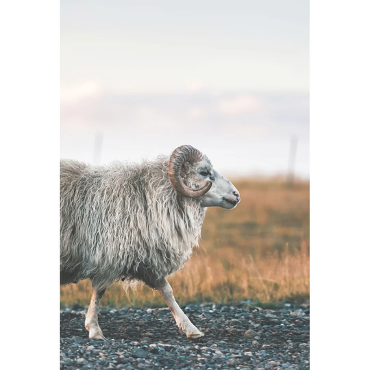 Goat Walking Photography