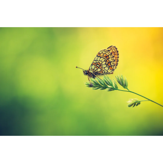 Vintage Photo of Beautiful Butterfly Sitting on Plant - Wrapped Canvas Photograph