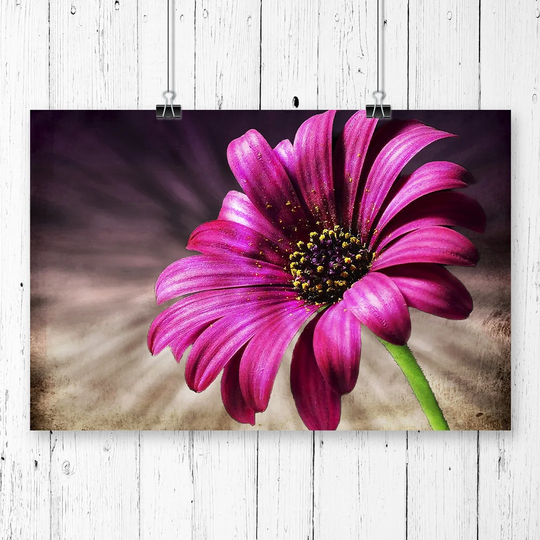 'Flower Purple Daisy' Graphic Art