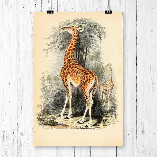 'Vintage The Animal Kingdom Giraffe' Graphic Art