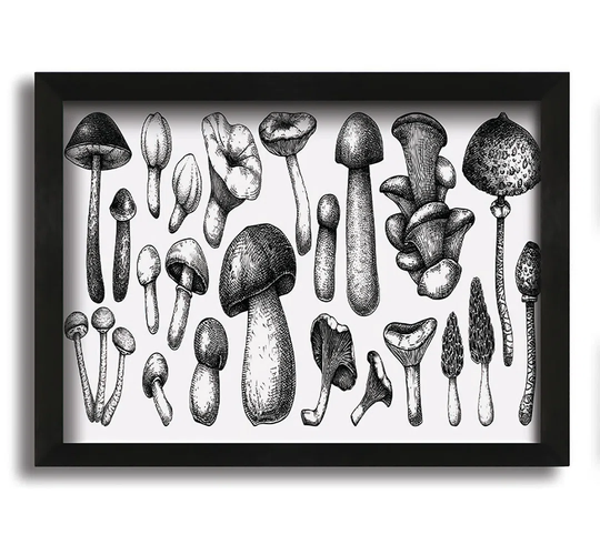 The Toadstool Collection
