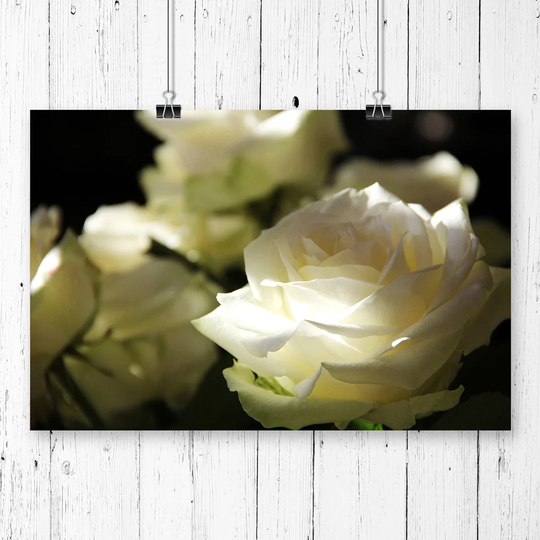 "Flower White Rose" Graphic Art