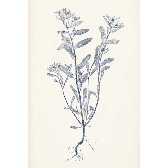 Navy Botanicals II by Vision Studio - Wrapped Canvas Painting