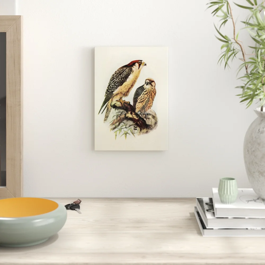 'Vintage Natural History South African Lanner' Graphic Art