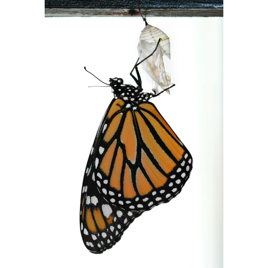Monarch Butterfly Newly Emerged From Cocoon