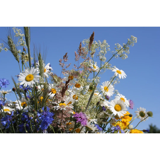 Flowers of The Field by Vaida P - Wrapped Canvas Photograph