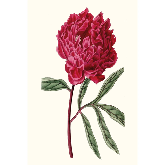 Roseate Blooms IV by Vision Studio - Wrapped Canvas Painting