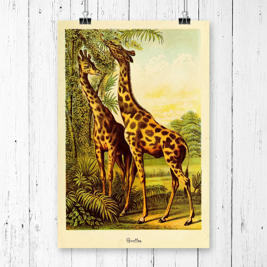 'Vintage Giraffes' Graphic Art