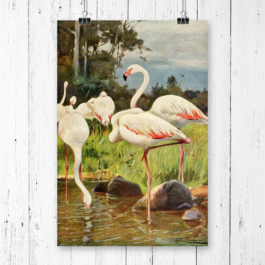 'Vintage Flamingo' by W Kuhnert Graphic Art