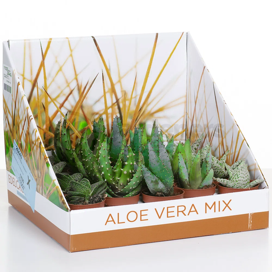 5 Piece Aloe Mix Set