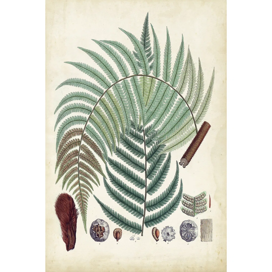 Collected Ferns I - Wrapped Canvas Graphic Art