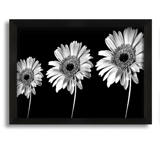 Gerbera Daisies Black And White - Picture Frame Graphic Art on Canvas