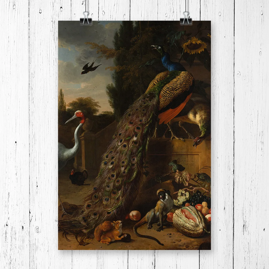 'Peacock' by Melchior d'Hondecoeter Graphic Art