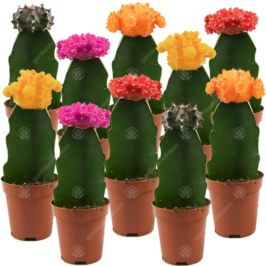 10 Piece Disco Cactus Mix Set