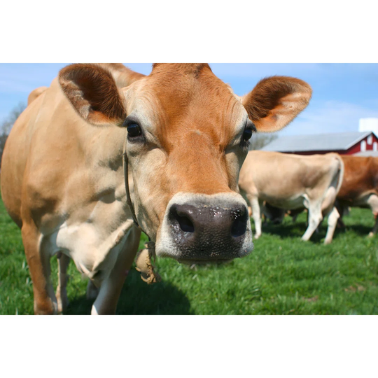Brown Cow in a Field by Jcyoung2 - Wrapped Canvas Photograph