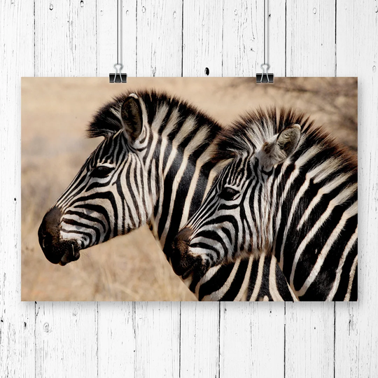 'Two Zebras Facing Left' Photographic Print
