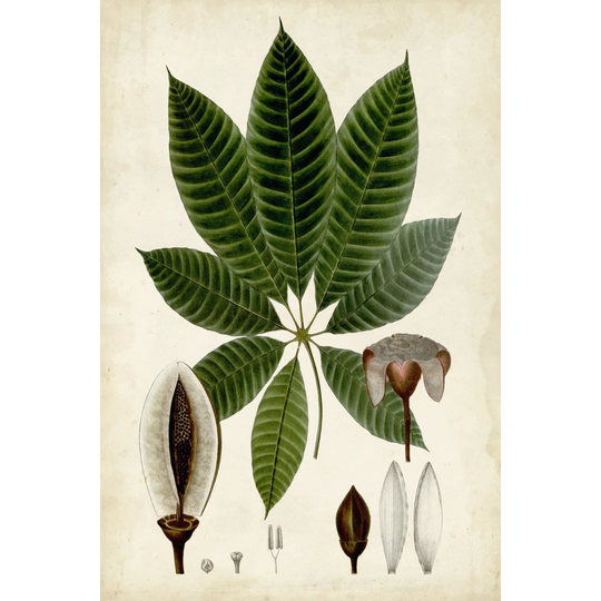 Verdant Foliage VII - Wrapped Canvas Art Prints