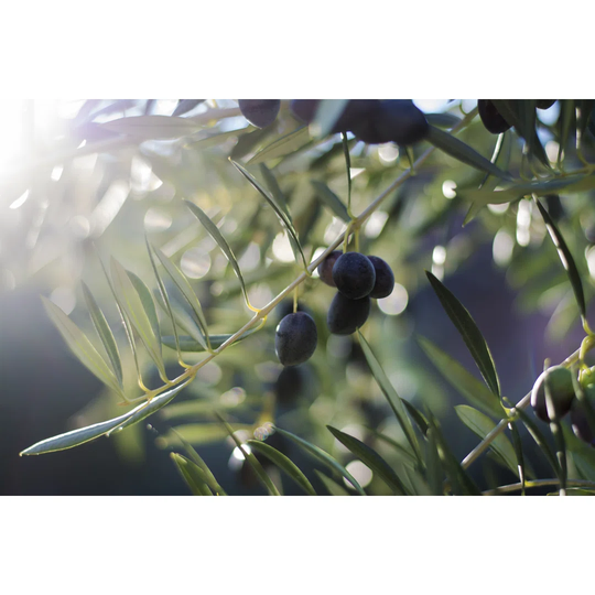 Olive Tree