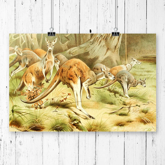 'Vintage Kangaroos' by W Kuhnert Painting Print