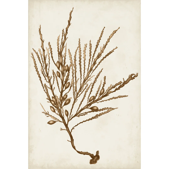 Sepia Seaweed V by Vision Studio - Wrapped Canvas Painting
