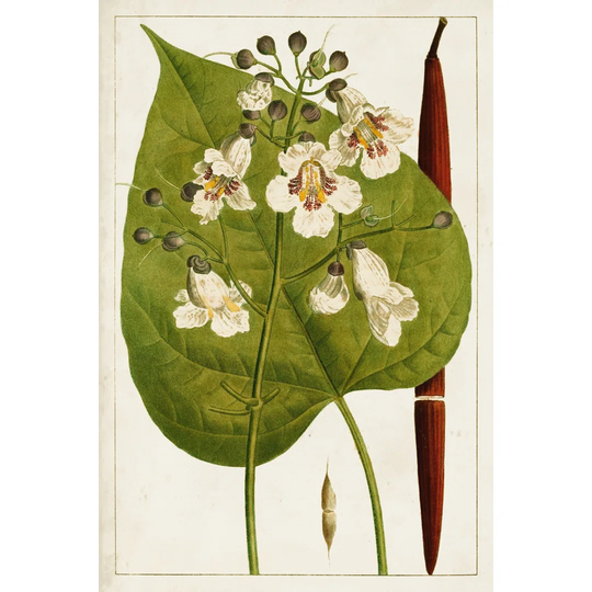 Antique Flowering Trees V - Wrapped Canvas Painting